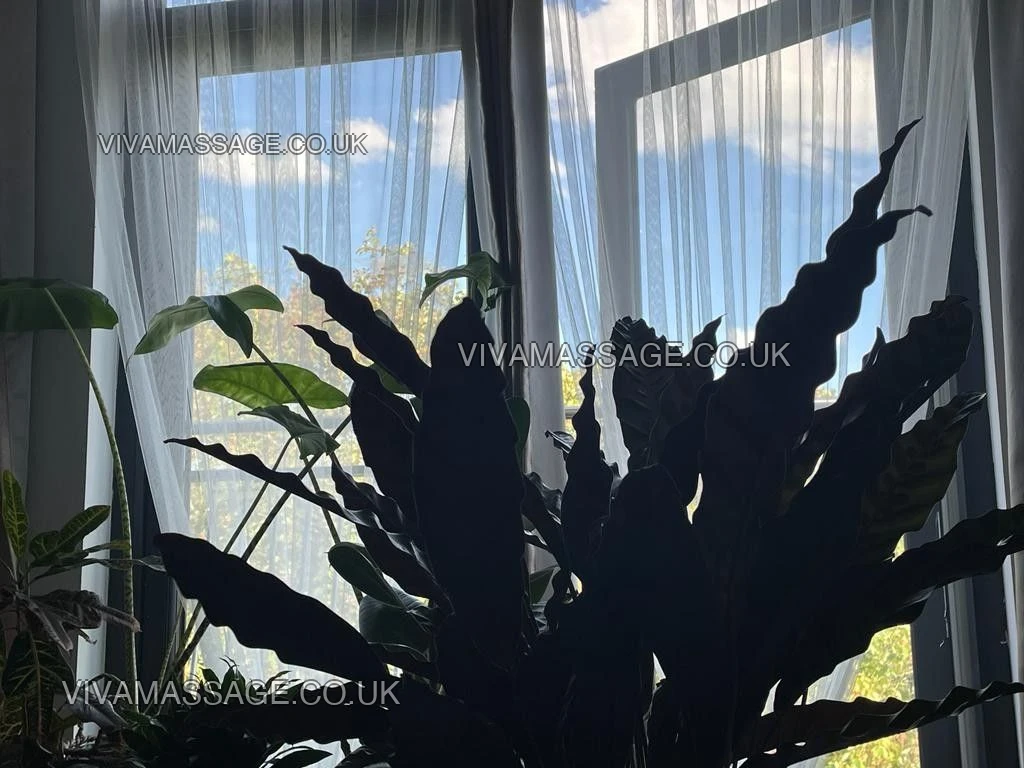 Photo 86 of MASSAGES LILLY